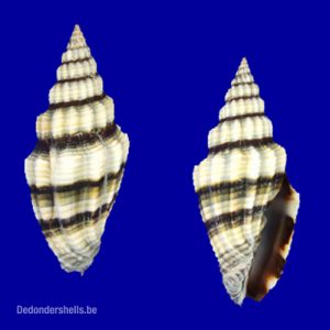 Plaited Mitre Vexillum Plicarium Natural Seashells1.5-2 Inches Details about   5 Pcs 