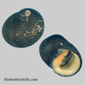 Nerita polita 1 - De Donder Shells