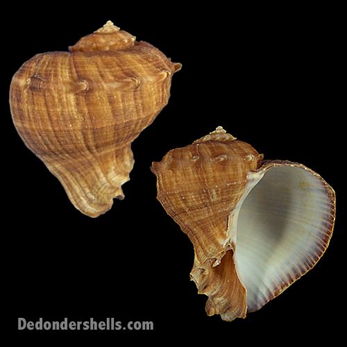 or weddings Rapana rapiformis Turnip 8-10cm Seashell for aquariums crafts 